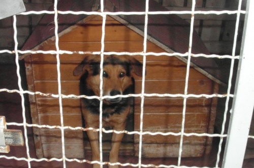 ქართული ქოფაკი ბასარა