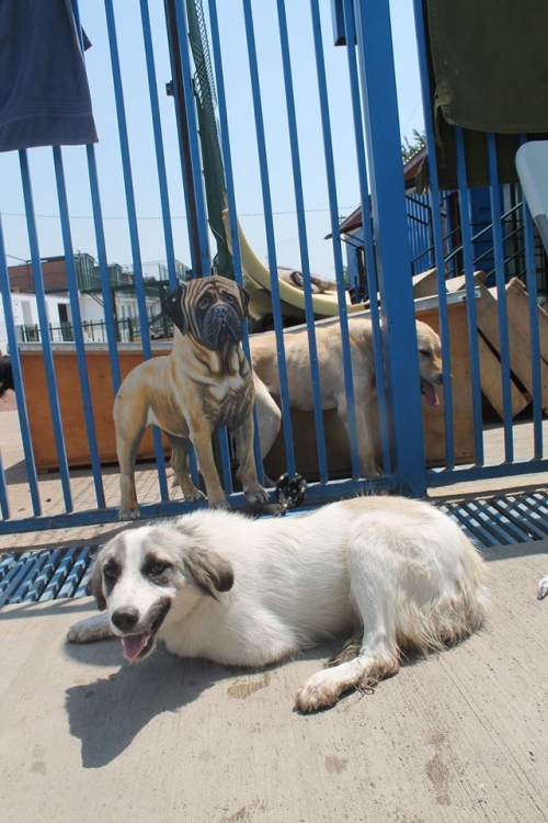 მეტისი უსახელო