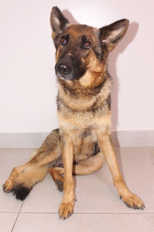 გერმანული ნაგაზი ფორშე