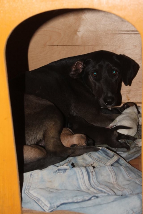 მეტისი ბურდღულა