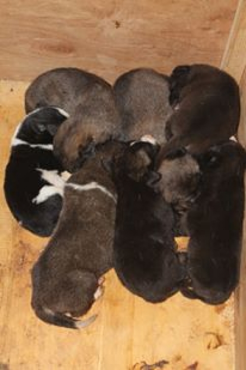 მეტისის ლეკვები უსახელო