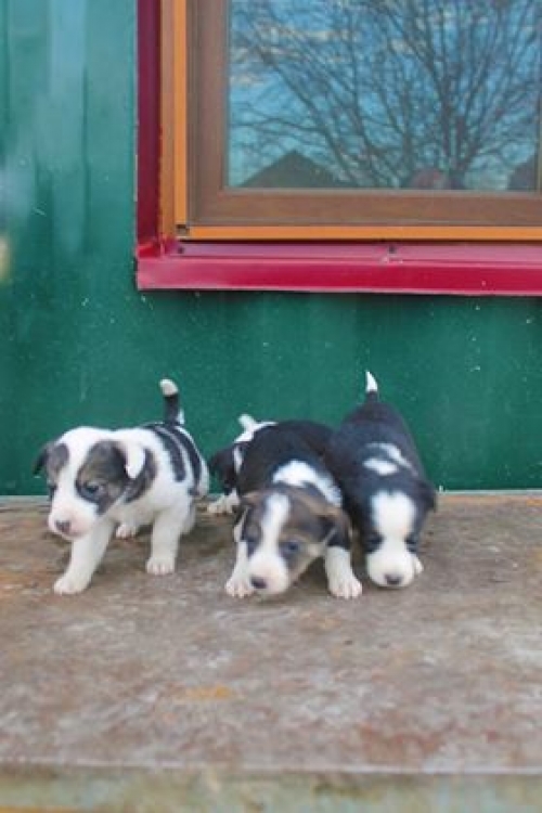 მეტისი უსახელო