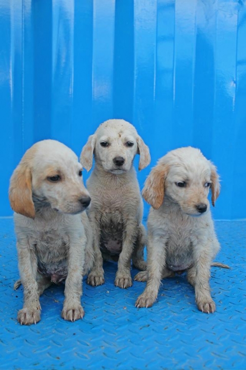 მეტისის ლეკვები უსახელო