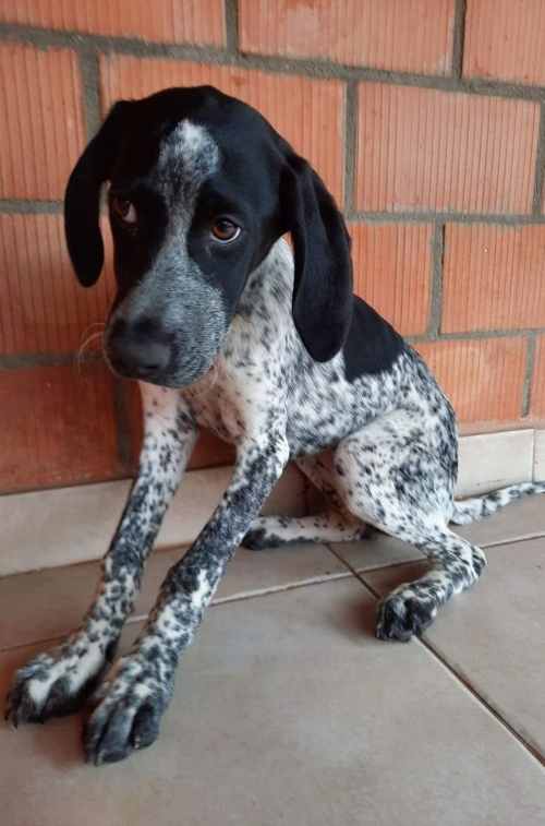 კურცხაარი დიდიღომი