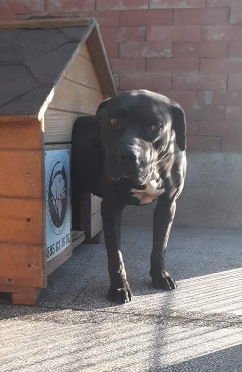 კანე კორსო უსახელო