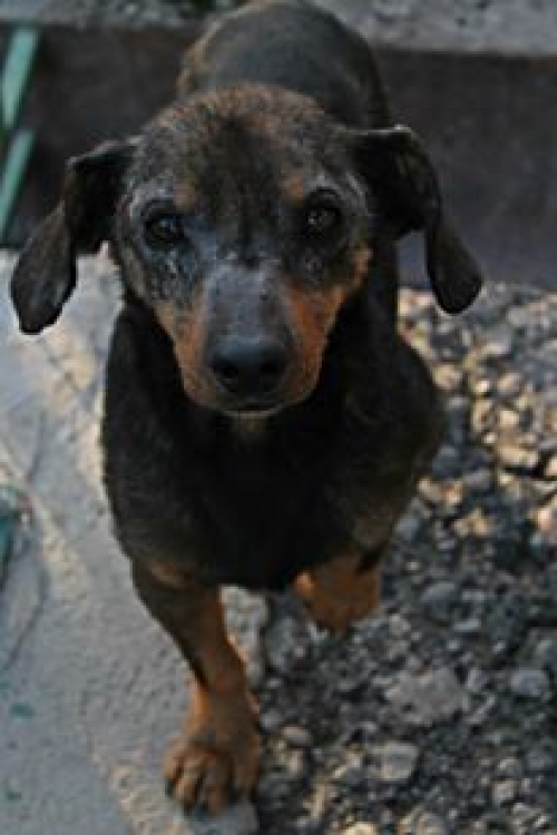 მეტისი უსახელო