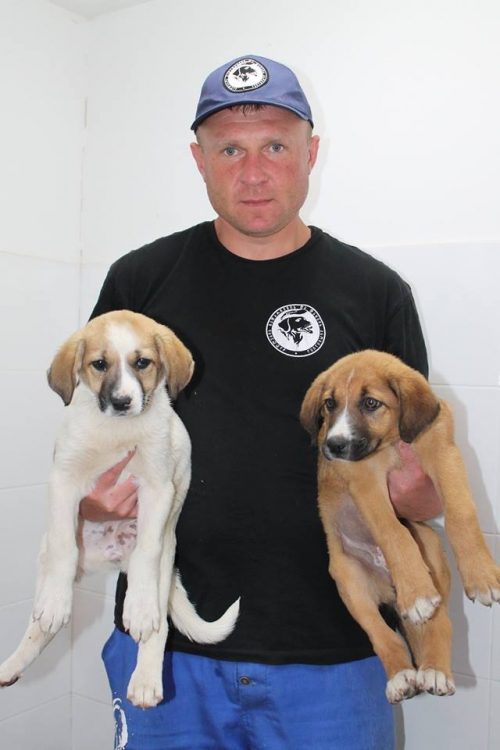 მეტისის ლეკვები უსახელო