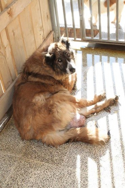 ქართული ქოფაკი ბომბორა