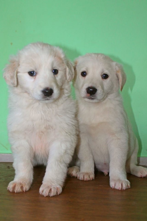 მეტისის ლეკვები უსახელო