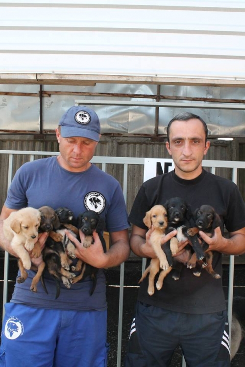 კოკერსპანელის მეტისი უსახელო