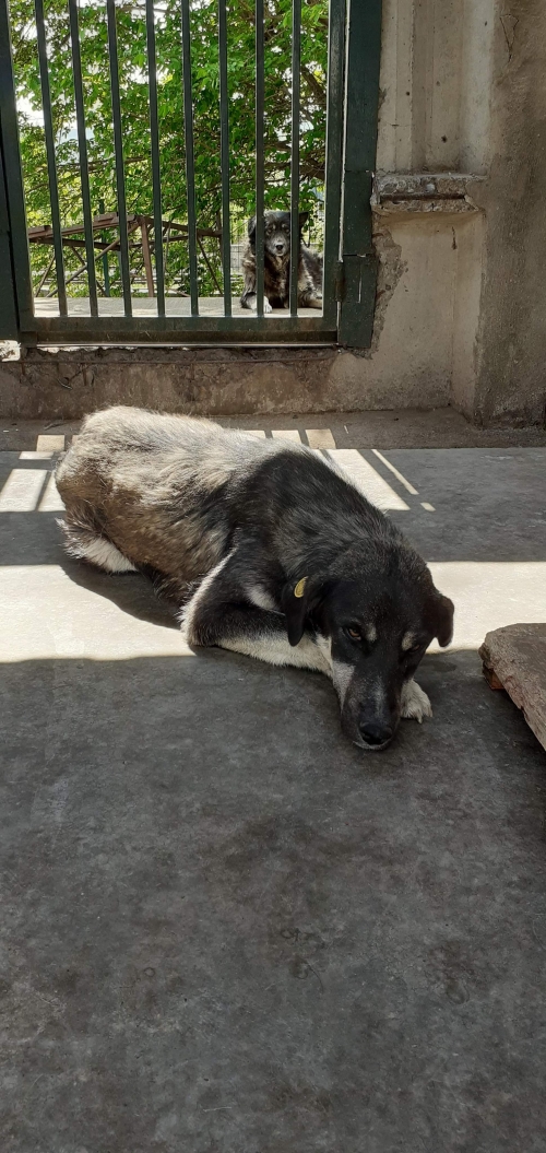 მეტისი უსახელო