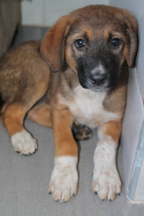 ქართული ქოფაკი უსახელო