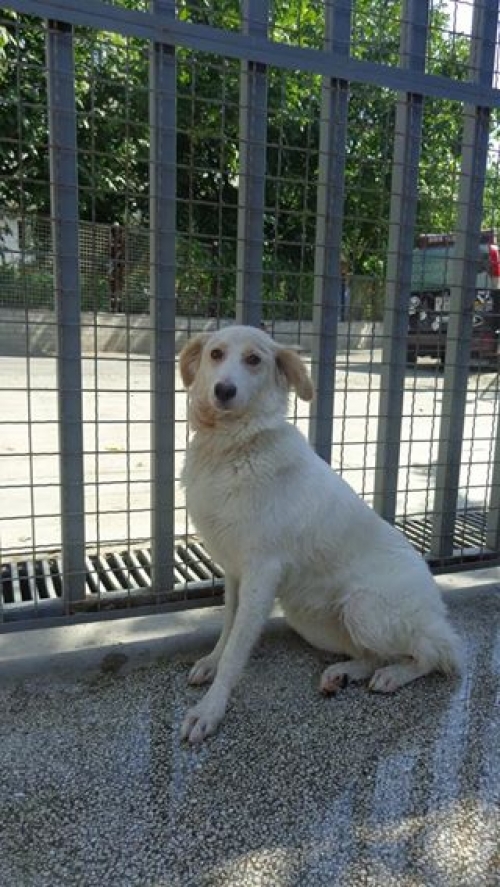 მეტისი უსახელო