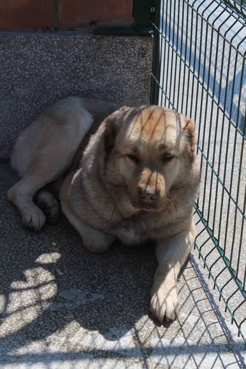 ქართული ნაგაზი ჯინა