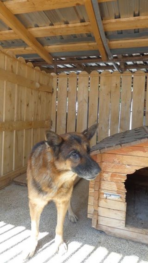 გერმანული ნაგაზი როკი