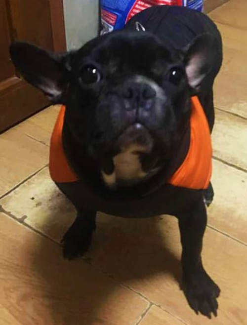 ფრანგული ბულდოგი ბასა