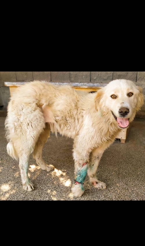 მეტისი ბაზალეთის ტბა