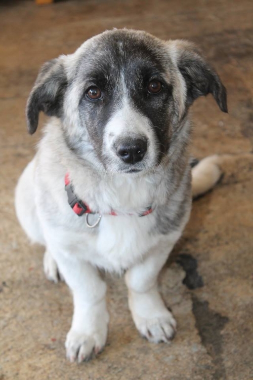 მეტისი უსახელო