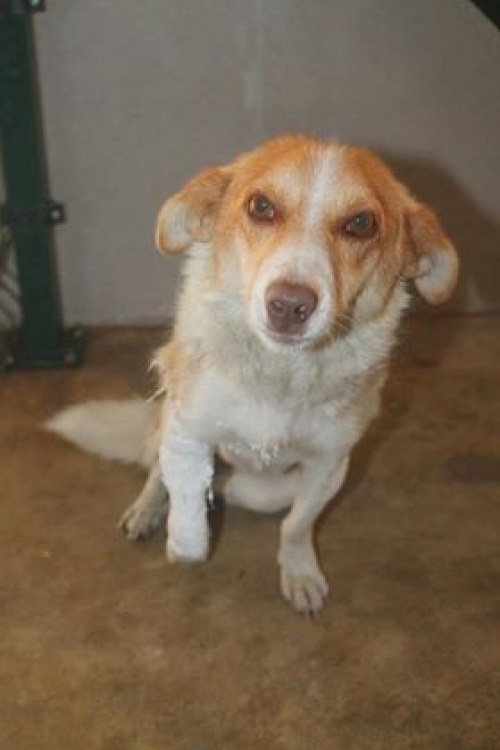 მეტისი უსახელო