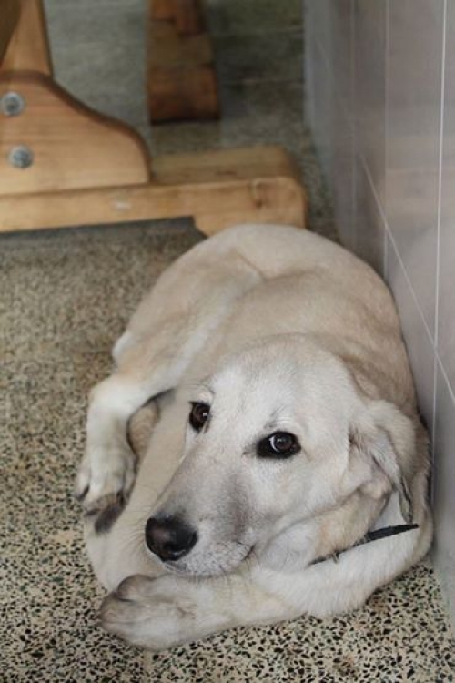 თურქული სივაკის კანგალი ფაშა