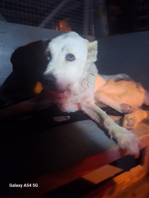 ქართული ნაგაზი გლდანი, გიორგი წმინდას დასახლება