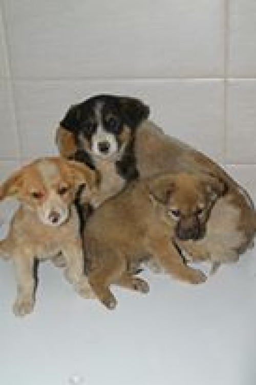 მეტისის ლეკვები უსახელო