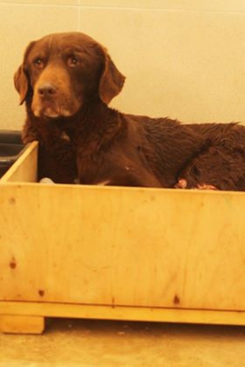 ლაბრადორი უსახელო