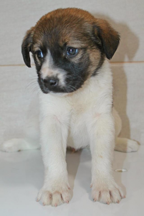 მეტისი უსახელო