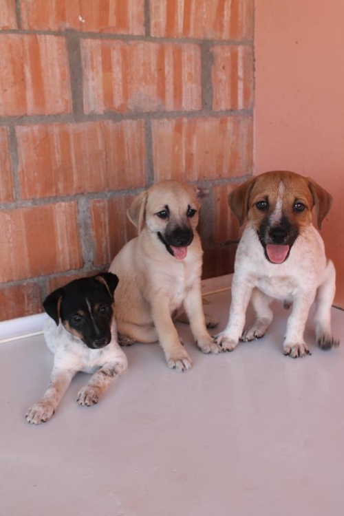 მეტისის ლეკვები უსახელო