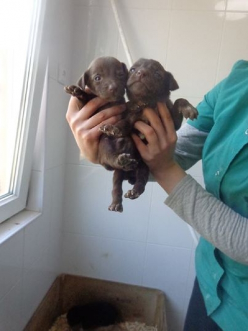 ლაბრადორის მეტისი უსახელოები