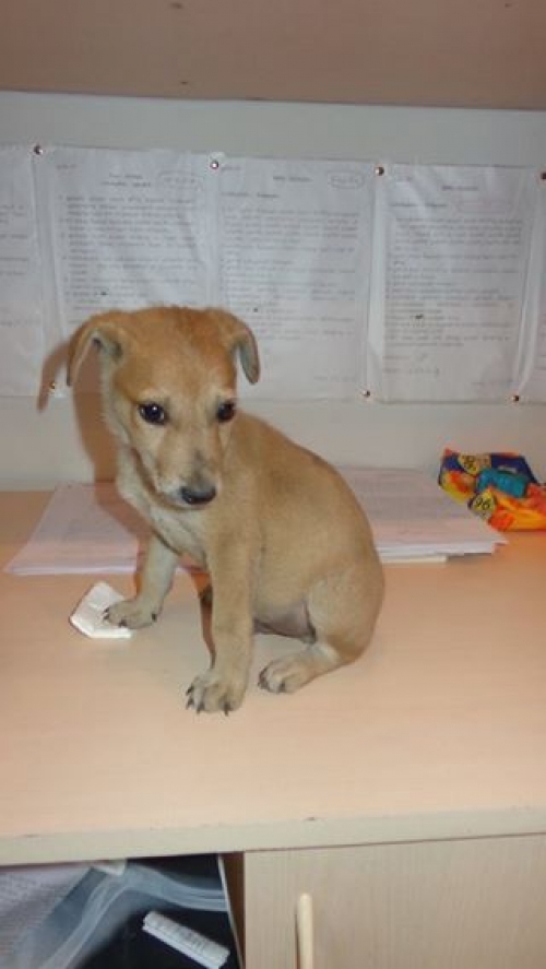 მეტისი ბუბუ