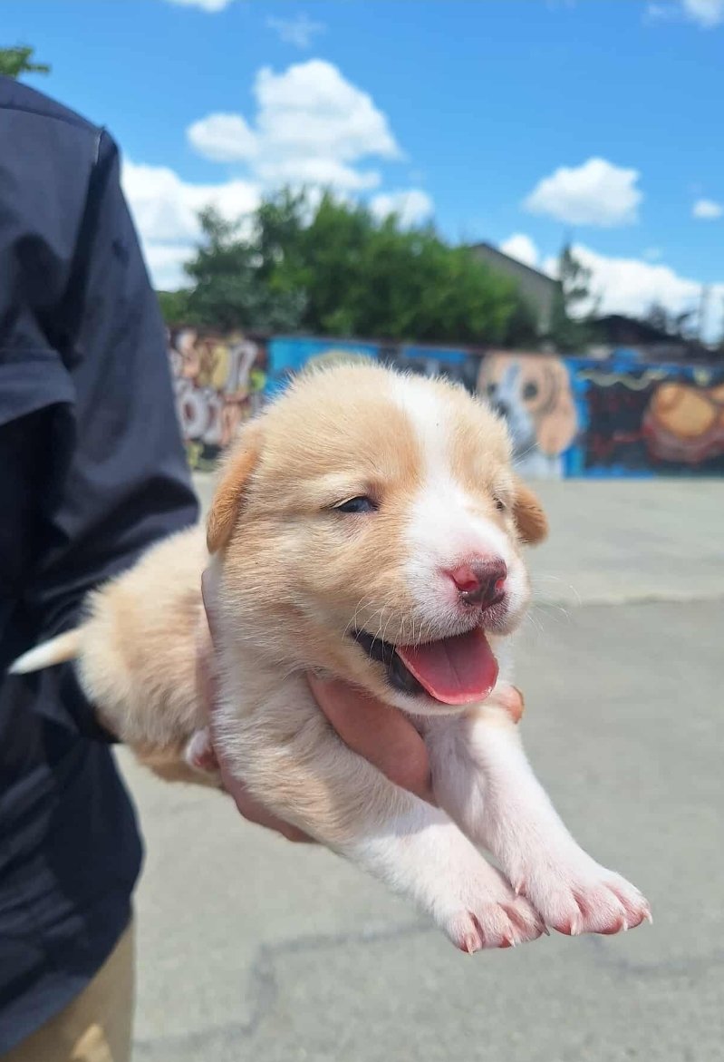 მეტისის ლეკვი. ფონიჭალა