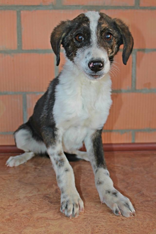 მეტისი უსახელო