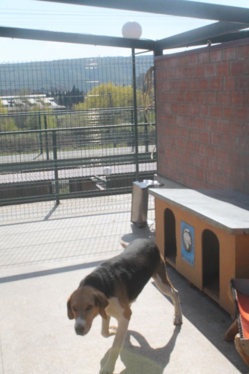 გონჩი უსახელო