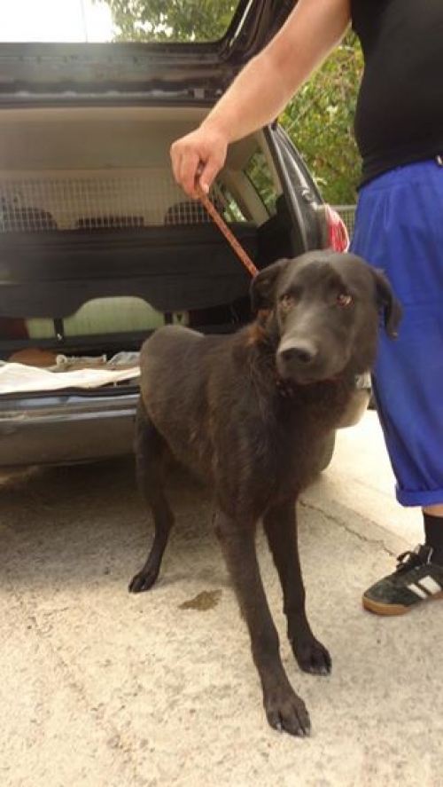 მეტისი ჩორნა