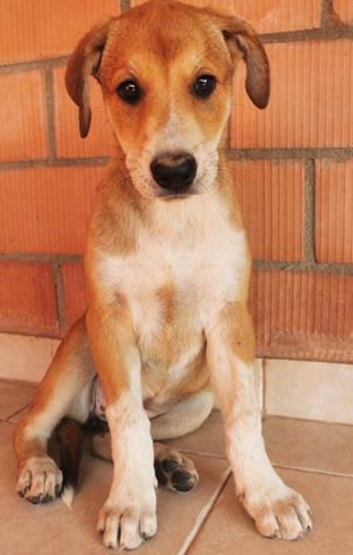 მეტისი უსახელო