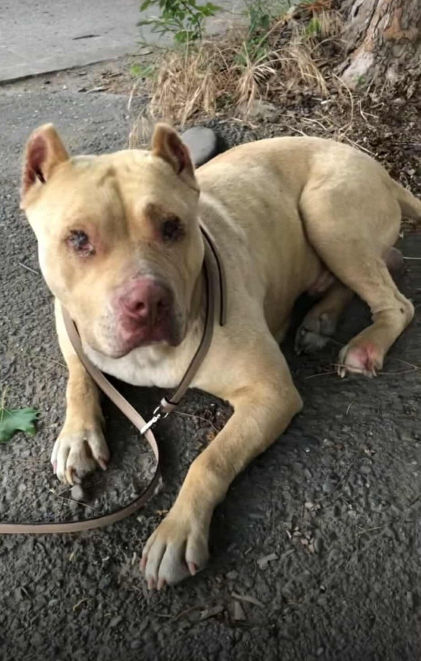 პიტბული. კაირო