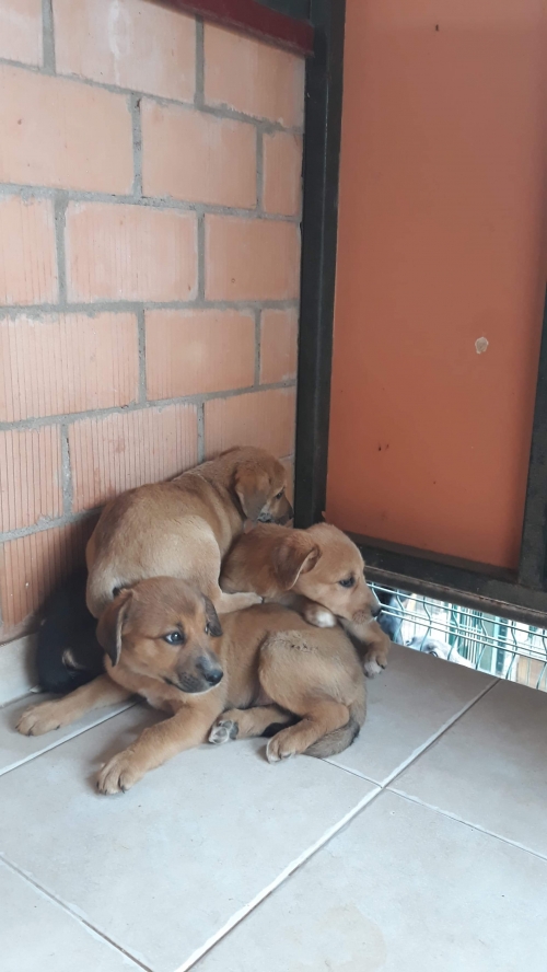 გონჩის მეტისი უსახელო