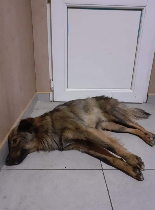 მეტისი უსახელო