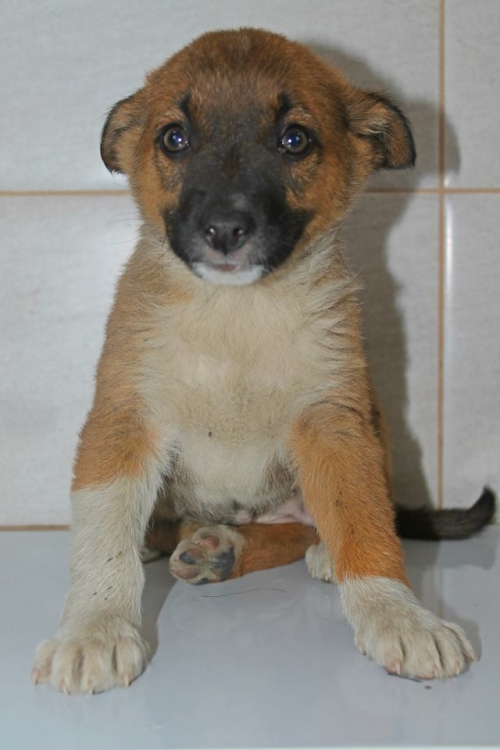 მეტისი უსახელო