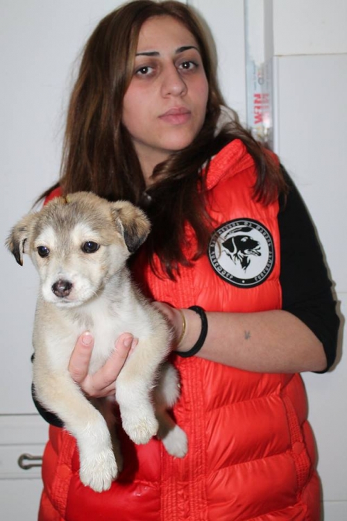 მეტისი უსახელო