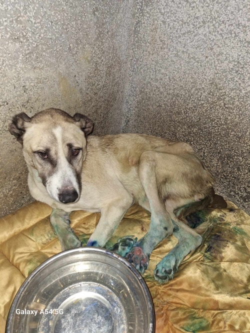 მეტისი მოიყვანა მუნიციპალურმა თავშესაფარმა