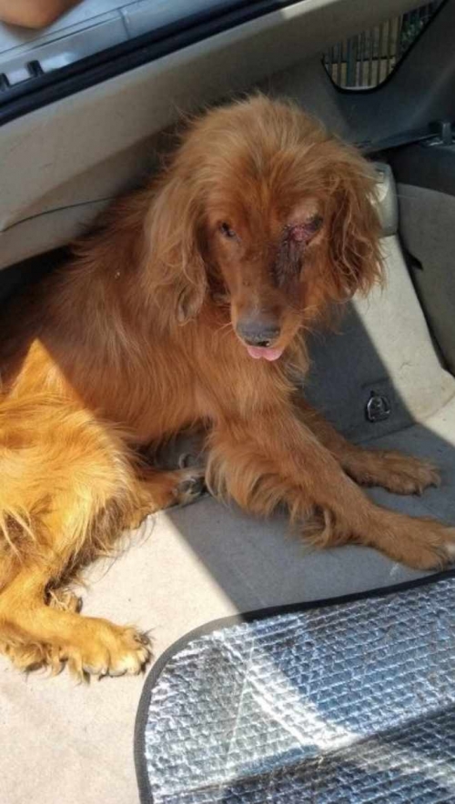 კოკერსპანიელი უსახელო