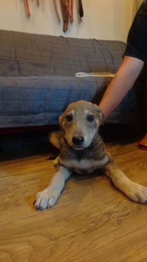 მეტისი უსახელო