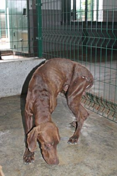 კურცხაარი უსახელო