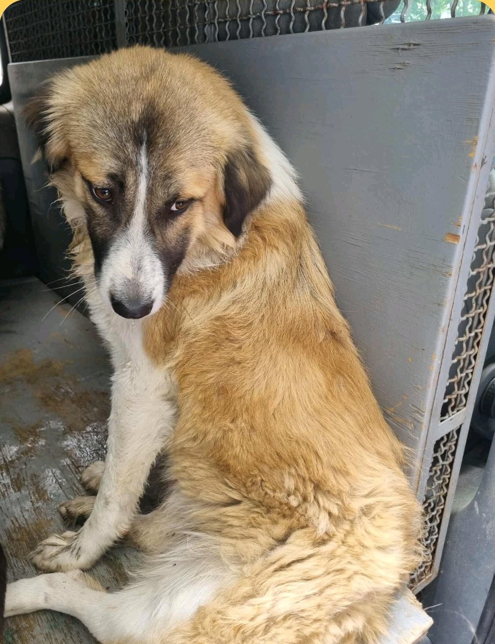 მეტისი. გარდაბანი. ბალუ