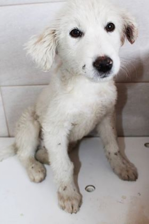 მეტისი უსახელო