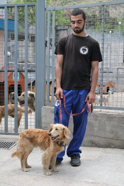 კოკერსპანელის მეტისი უსახელო