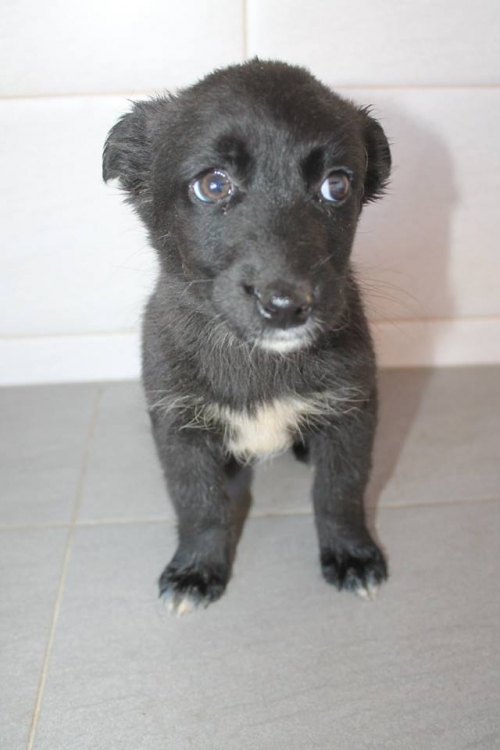 მეტისი უსახელო