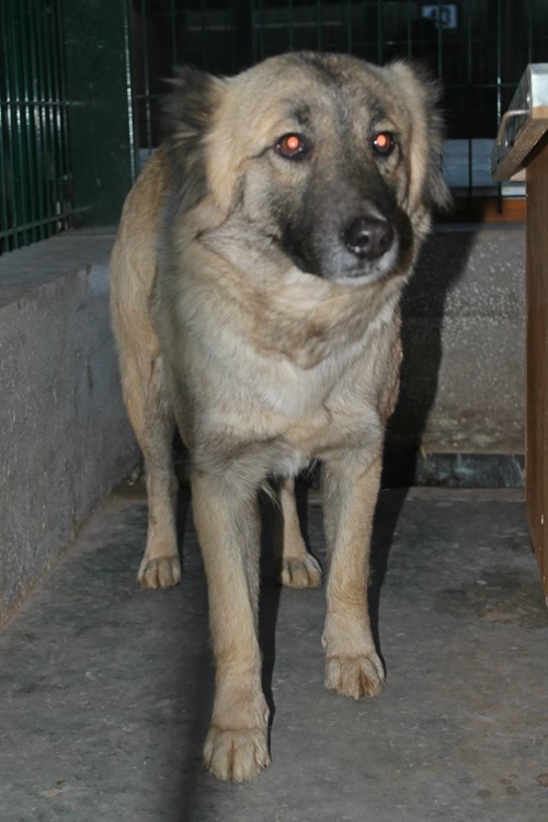 ქართული ქოფაკი უსახელო